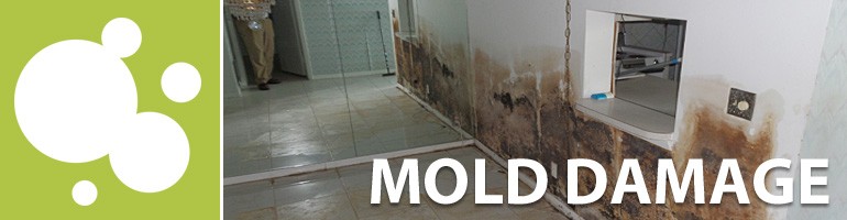 mold south florida