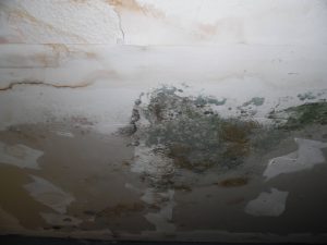 mold damage